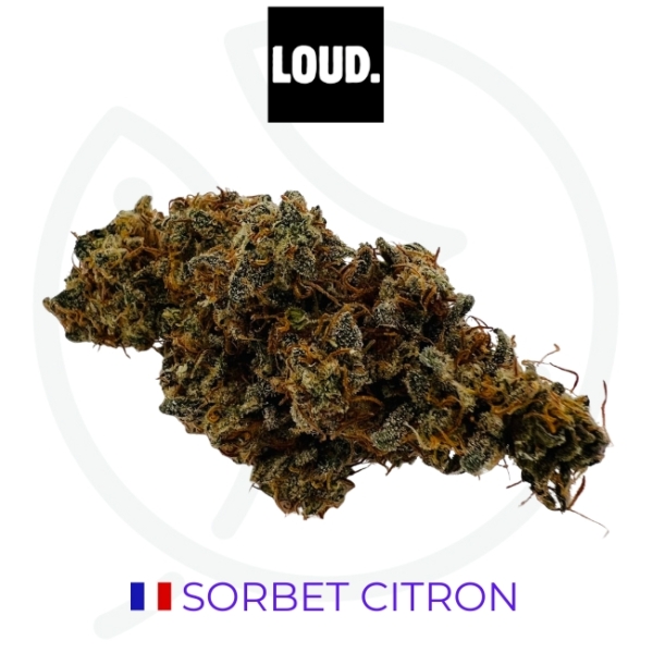 SORBET CITRON CBD - INDOOR