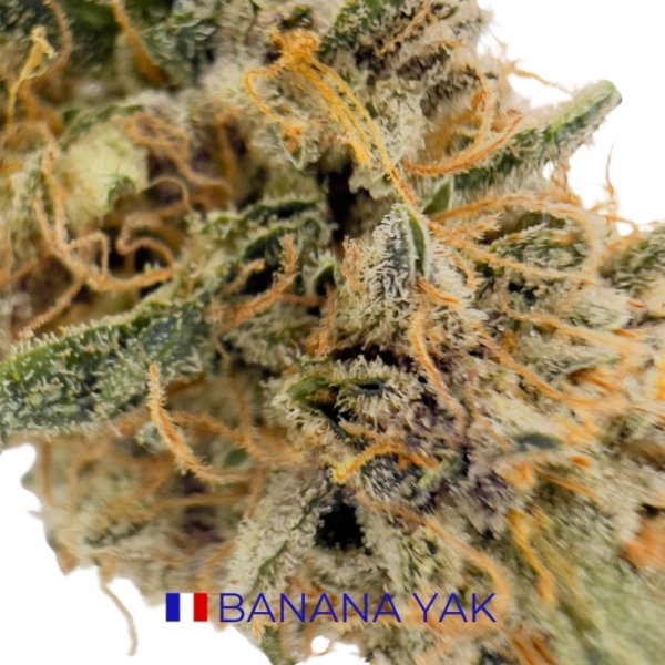 BANANA YAK CBD - INDOOR – Image 2