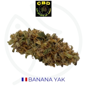 BANANA YAK CBD - INDOOR