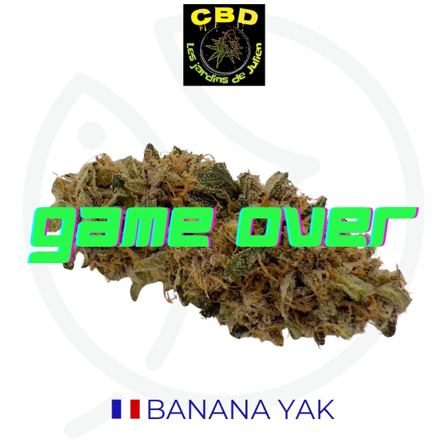 BANANA YAK CBD - INDOOR