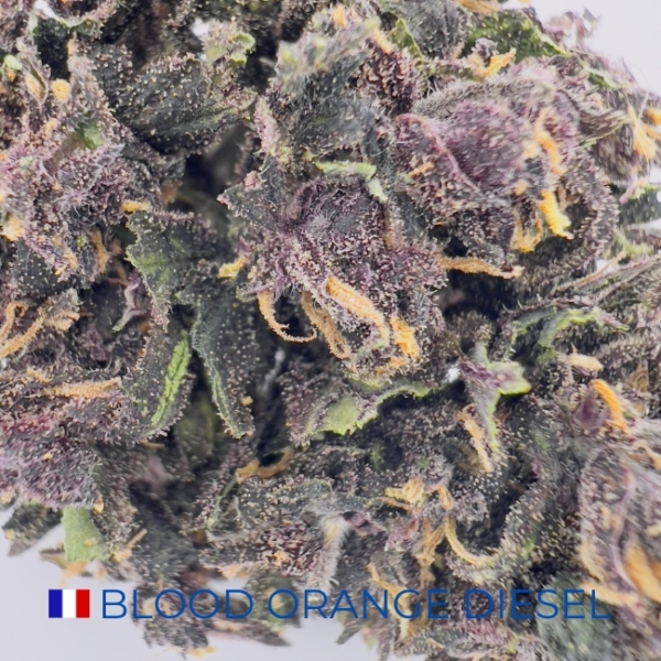 BLOOD ORANGE DIESEL CBD - SERRE – Image 2