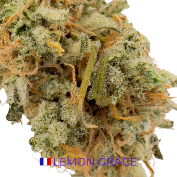 LEMON GRÂCE CBD - INDOOR – Image 2