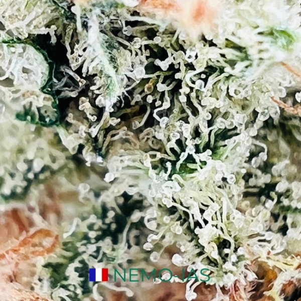 NEMO-IAS CBD - AQUAPONIE INDOOR – Image 3