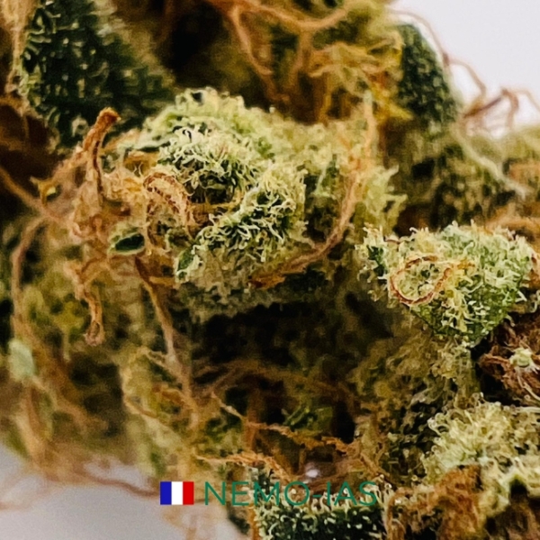 NEMO-IAS CBD - AQUAPONIE INDOOR – Image 2