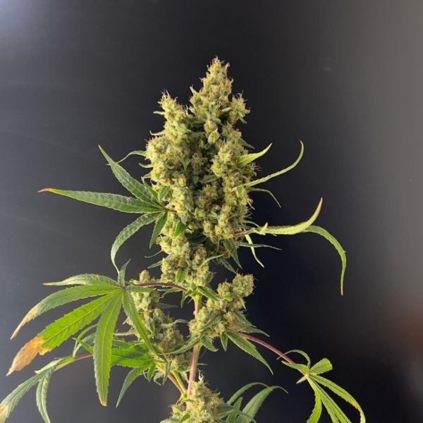 NEMO-IAS CBD - AQUAPONIE INDOOR – Image 6