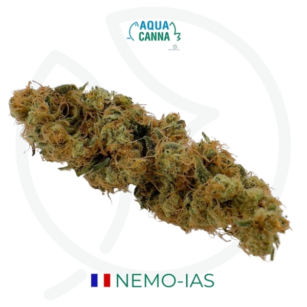 NEMO-IAS CBD - AQUAPONIE INDOOR