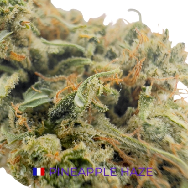 PINEAPLLE HAZE CBD - INDOOR – Image 2