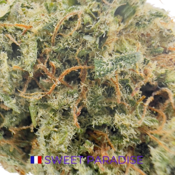 SWEET PARADISE CBD - INDOOR – Image 2