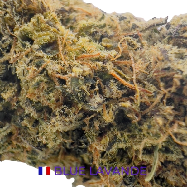 BLUE LAVANDE CBD - INDOOR – Image 2