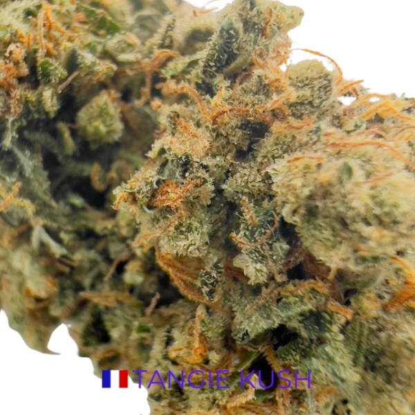 TANGIE KUSH CBD - INDOOR – Image 2