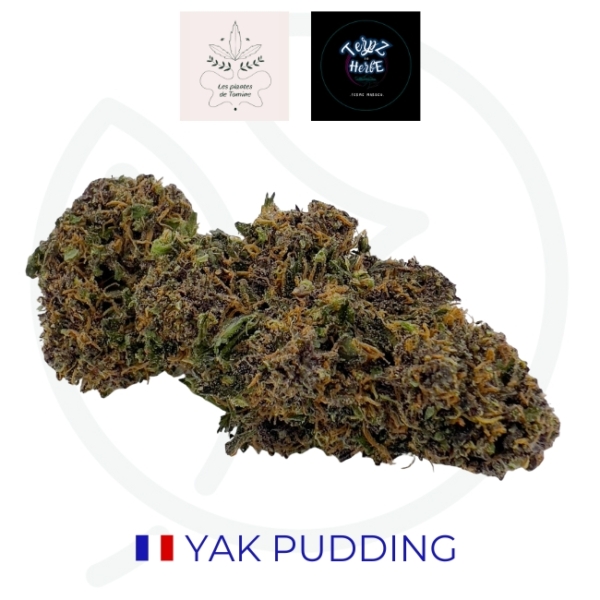 YAK PUDDING CBD - BIO