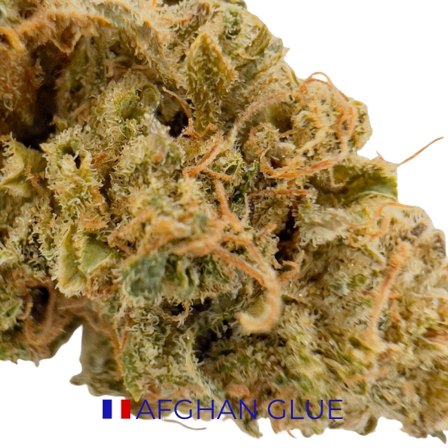 AFGHAN BLUE CBD - INDOOR – Image 2