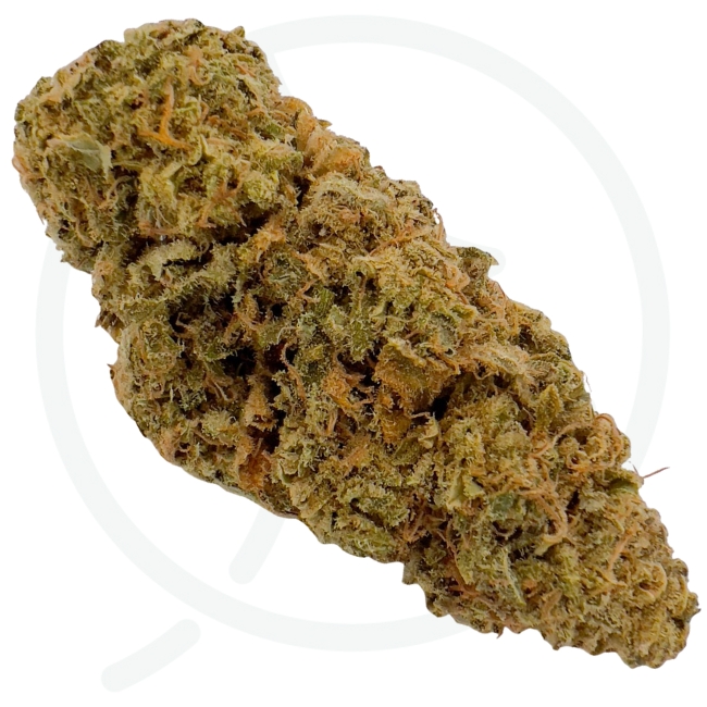 AFGHAN BLUE CBD - INDOOR – Image 3