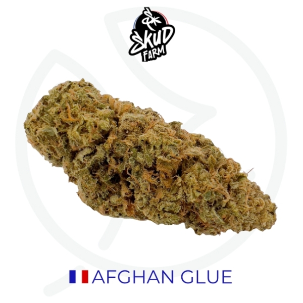AFGHAN BLUE CBD - INDOOR
