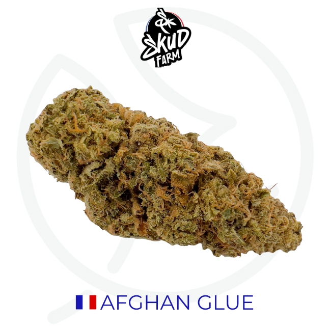 AFGHAN BLUE CBD - INDOOR
