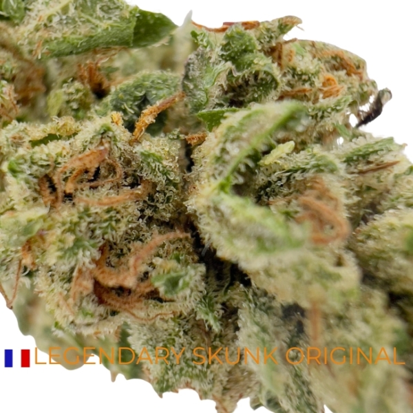 LEGENDARY SKUNK ORIGINAL CBD - GREEN HOUSE - LIGHT DEP – Image 2