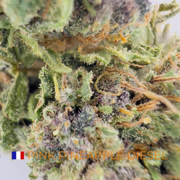 PINK PINEAPPLE DIESEL CBD - LIVING SOIL – Image 2