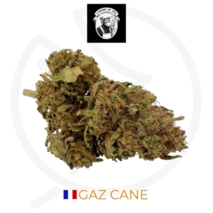 GAZ CANE CBD - LIVING SOIL