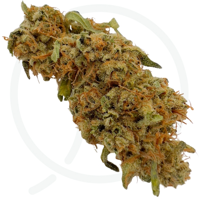 SOUR MERINGUE - GREEN HOUSE – Image 3