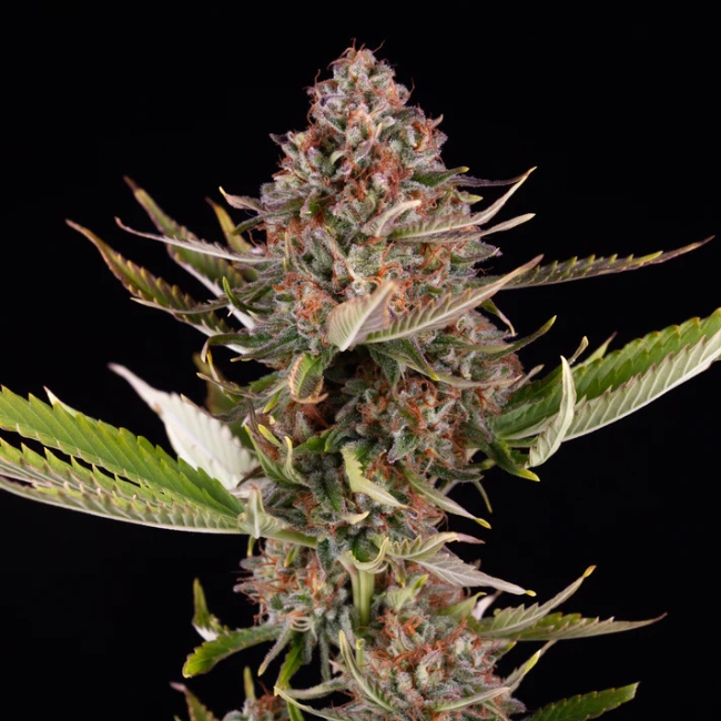 SOUR MERINGUE - GREEN HOUSE – Image 6