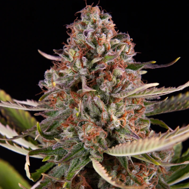 SOUR MERINGUE - GREEN HOUSE – Image 5