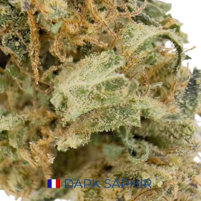 DARK SAPHIR CBD - GREEN HOUSE – Image 2