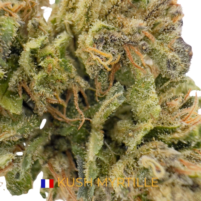 KUSH MYRTILLE CBD - SOL VIVANT - BIO – Image 2