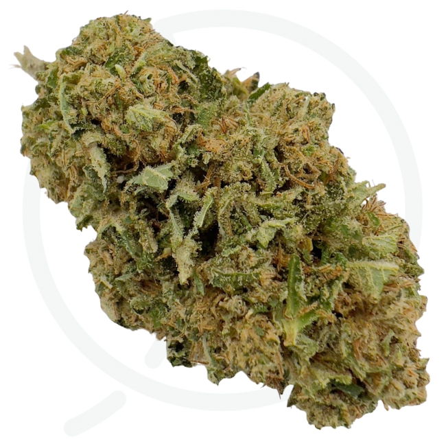 ORANGE BITTER CBD - GREEN HOUSE – Image 3