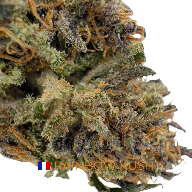 RAINBOW KUSH CBD - LIVING SOIL – Image 2